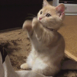 一只正在挥手的橘色小猫